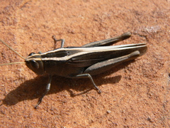 Apotropis vittata