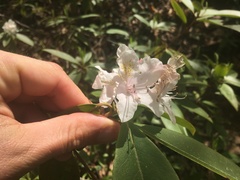Rhododendron carolinianum