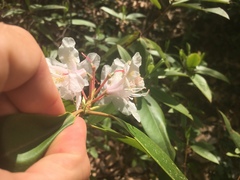 Rhododendron carolinianum
