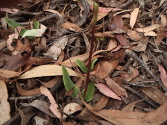 Chiloglottis reflexa
