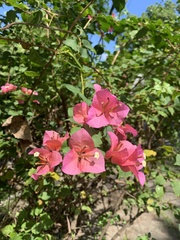 Bougainvillea