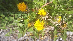 Taraxacum officinale