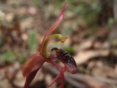 Chiloglottis reflexa