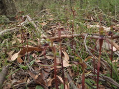 Chiloglottis reflexa