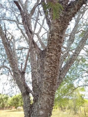 Anadenanthera colubrina