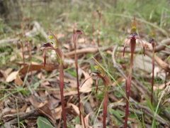 Chiloglottis reflexa
