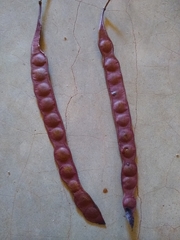 Anadenanthera colubrina