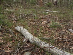 Chiloglottis reflexa