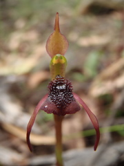 Chiloglottis reflexa
