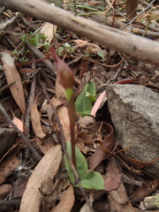 Chiloglottis reflexa