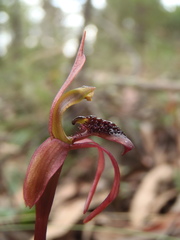 Chiloglottis reflexa