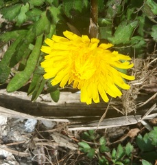 Taraxacum officinale