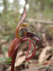 Chiloglottis reflexa
