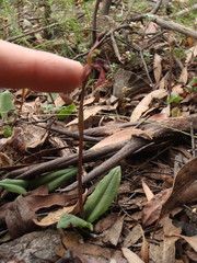 Chiloglottis reflexa