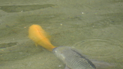 Amphilophus citrinellus