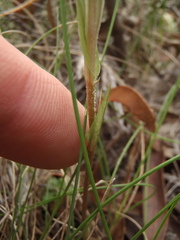 Pterostylis coccina