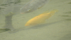 Amphilophus citrinellus