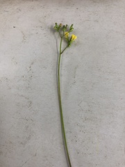 Youngia japonica