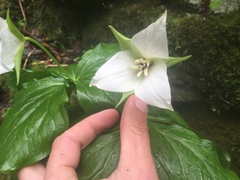 Trillium simile