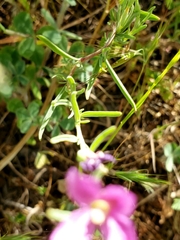 Clarkia affinis