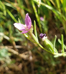 Clarkia affinis