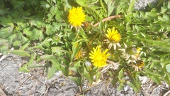 Taraxacum officinale
