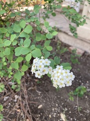 Spiraea cantoniensis