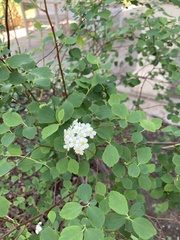 Spiraea cantoniensis