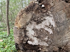 Dentocorticium portoricense