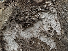 Dentocorticium portoricense