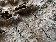 Dentocorticium portoricense
