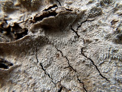 Dentocorticium portoricense
