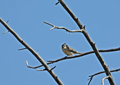 Baeolophus atricristatus