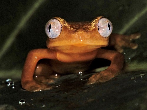 Gray-eyed Frog, Opisthothylax immaculatus