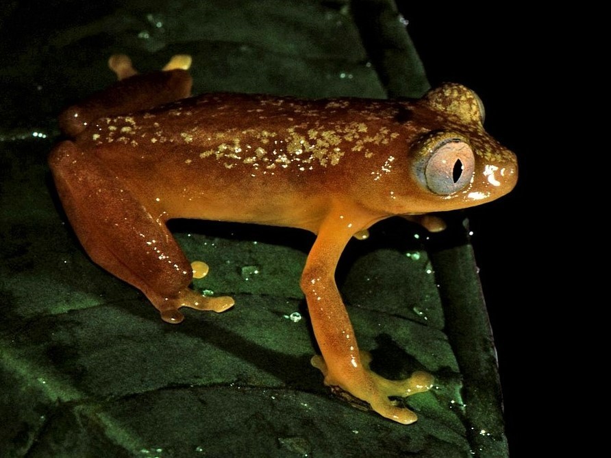 Gray-Eyed Frog