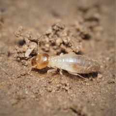 Gnathamitermes tubiformans