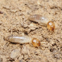 Gnathamitermes tubiformans
