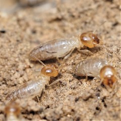 Gnathamitermes tubiformans