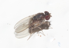 Drosophila repleta