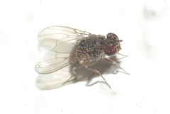 Drosophila repleta