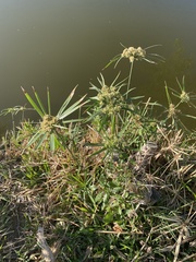 Cyperus diandrus