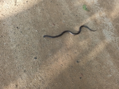 Oligodon octolineatus