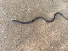 Oligodon octolineatus