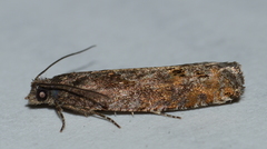Pseudexentera mali