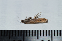 Pseudexentera mali