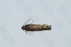 Pseudexentera mali