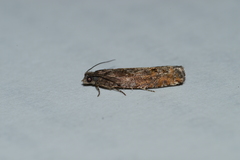 Pseudexentera mali