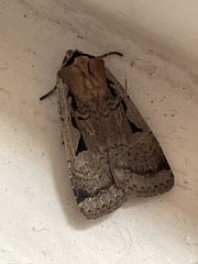 Parabagrotis formalis