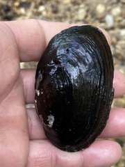 Pseudodontoideus subvexus