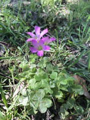 Oxalis debilis
